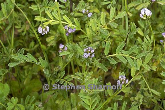 astragalus gambelianus 2 graphic